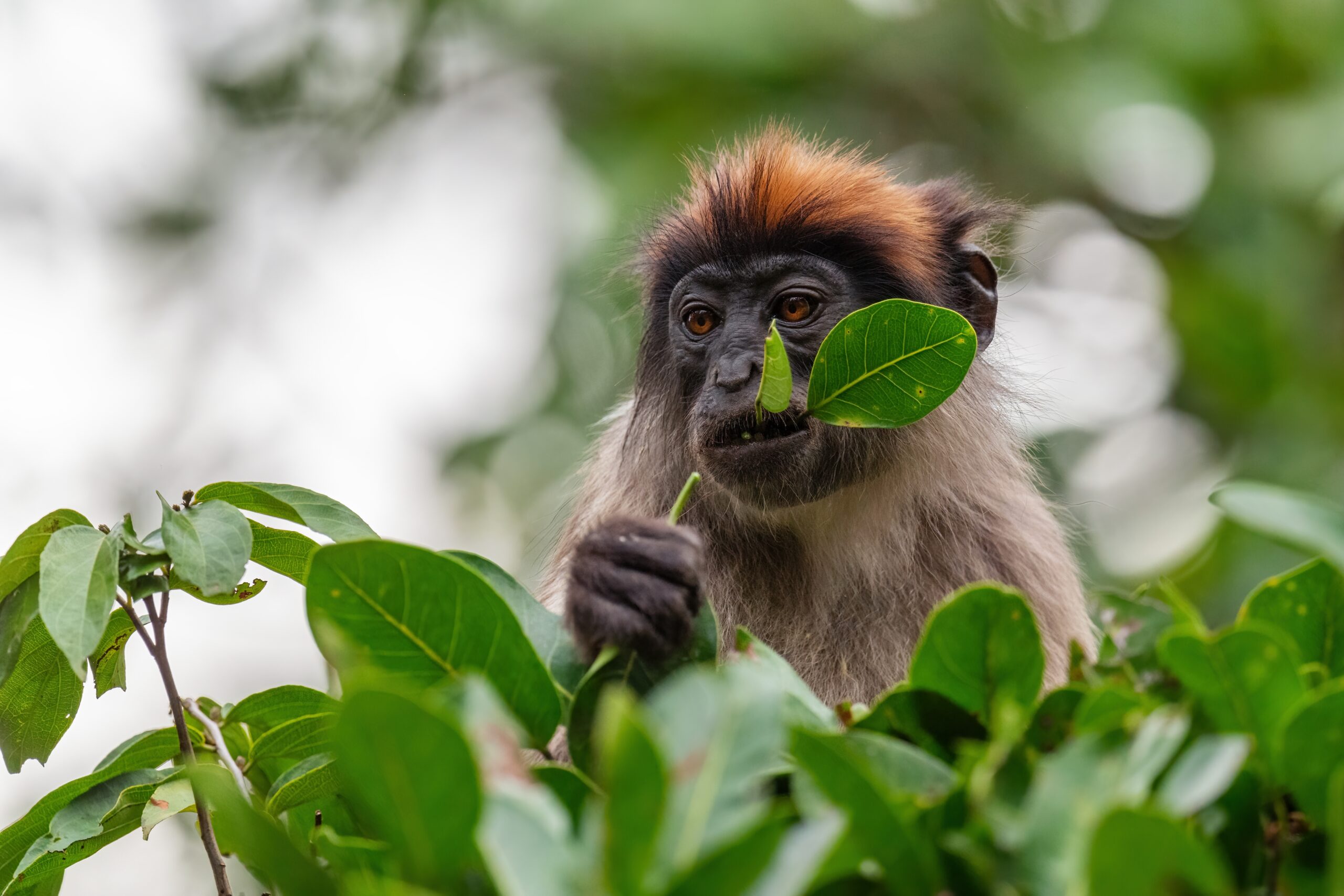 Sequenciamento de Genomas de Primatas Ajuda a Compreender Doenças Humanas