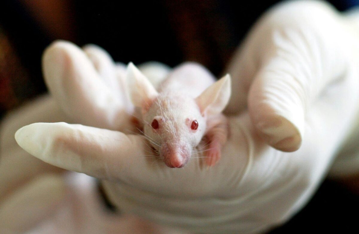 Camundongo albino sendo segurado por mãos enluvadas, em ambiente de pesquisa científica