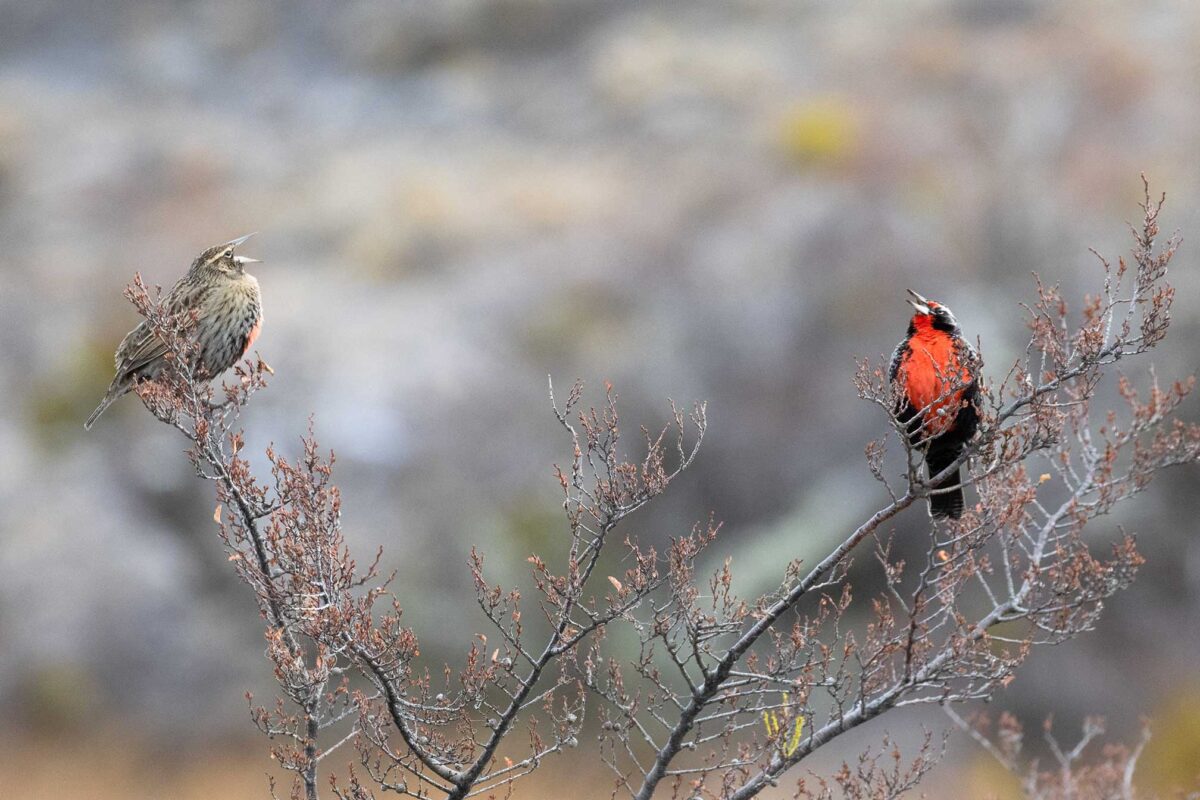 Passarinhos cantando numa calma luz outonal em Torres Del Paine, no Chile