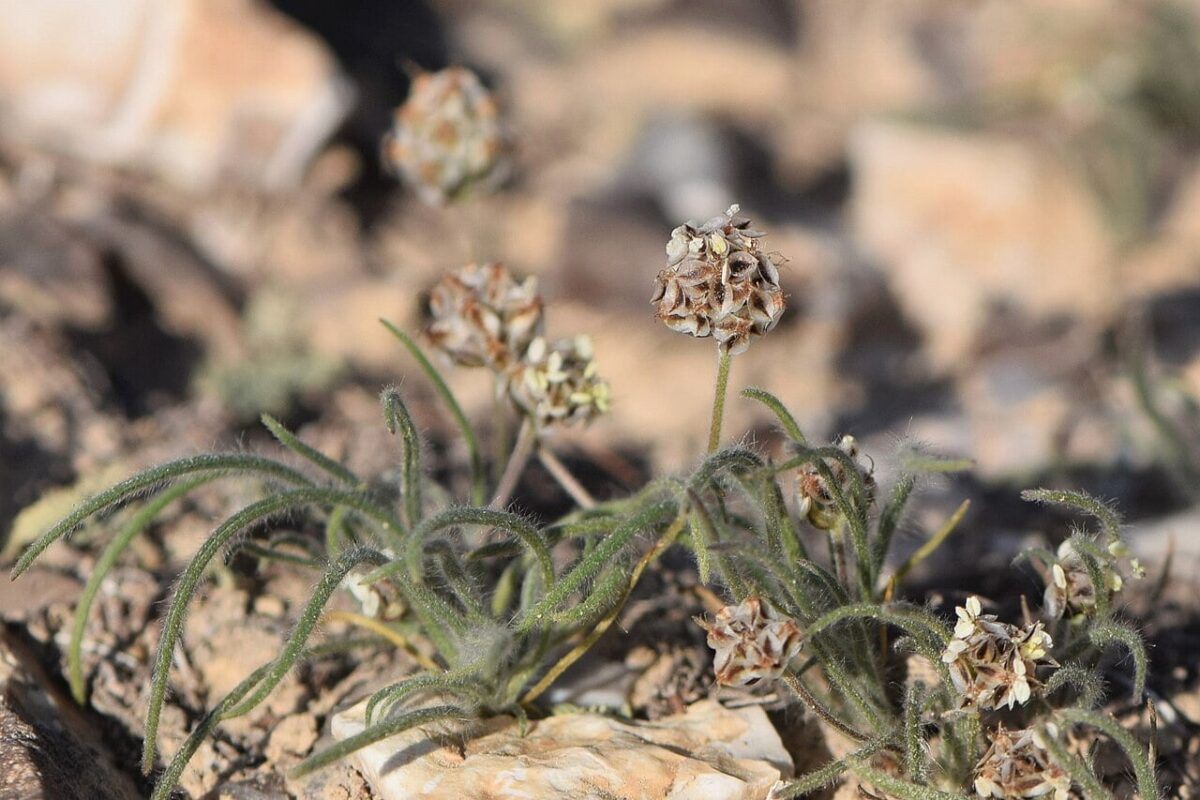 The image shows the Plantago ovata planted in the soil
