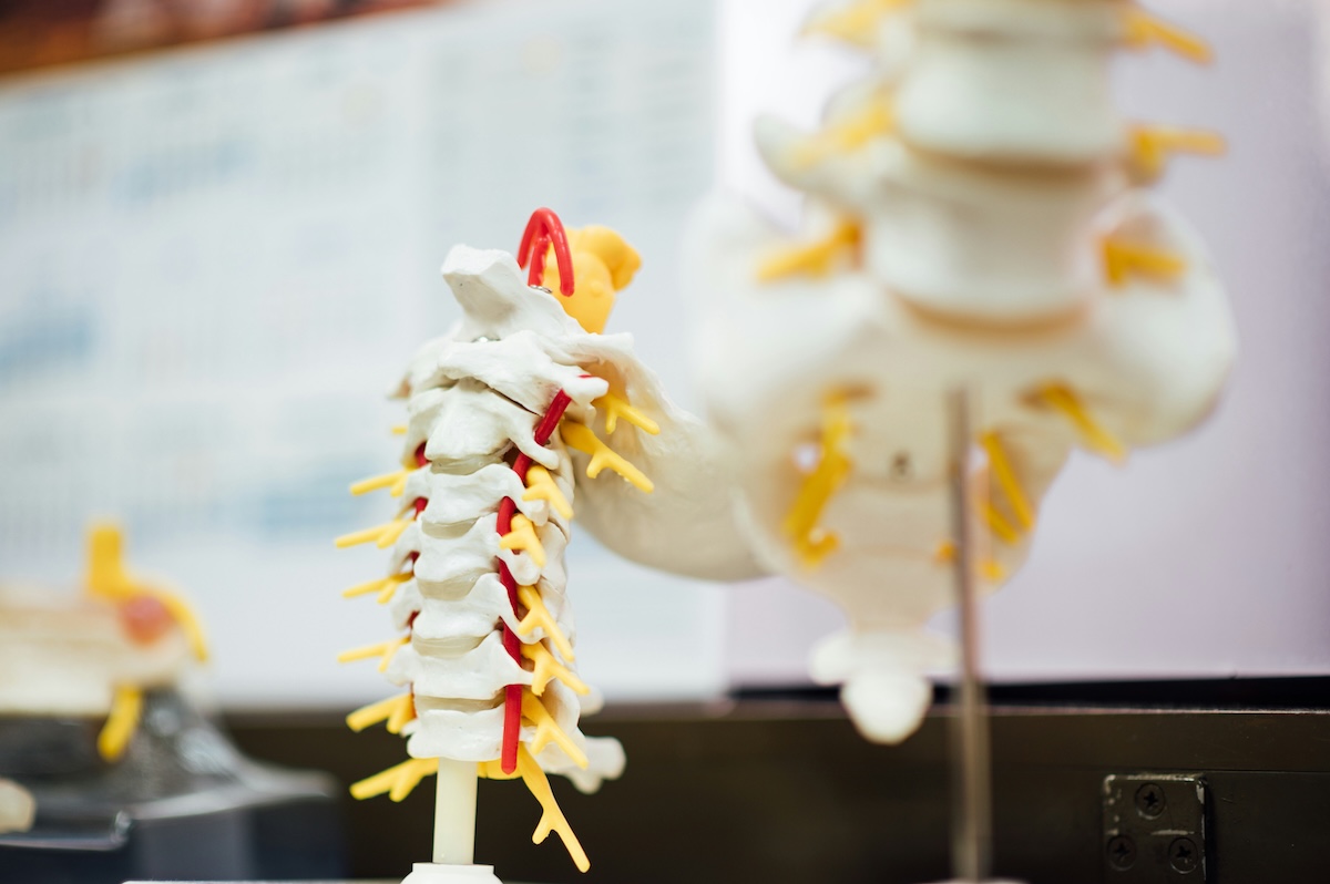 Plastic anatomical model of the spine used to study the spinal cord in medical or scientific settings. The white elements represent vertebrae, the yellow nerves, and the red blood vessels.