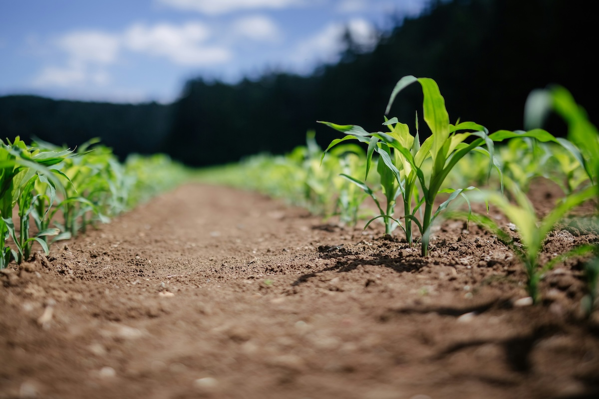 A cornfield with rows of young plants stretching along a dirt path, under a cloudy sky with dense vegetation in the background.