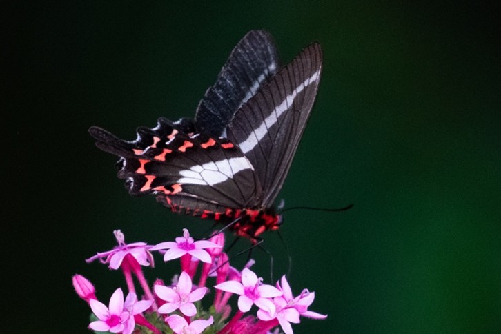 A butterfly with black wings, a white stripe, and red markings perches on small pink flowers, standing out against a blurred dark green background