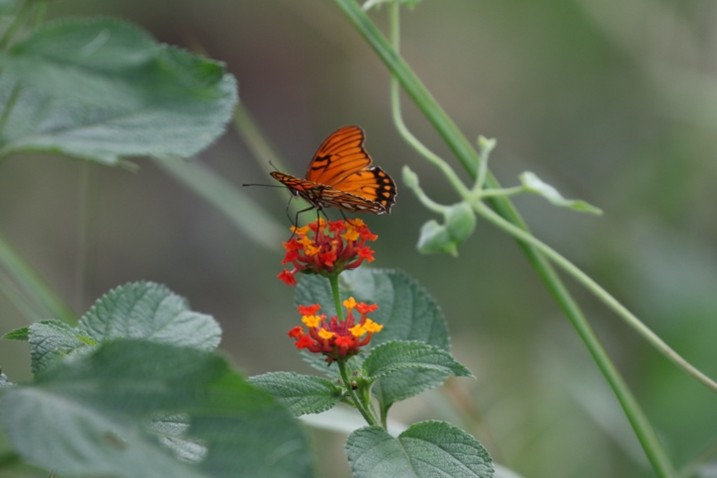 An orange butterfly with black markings perches on small red and yellow flowers in a natural setting with green leaves.