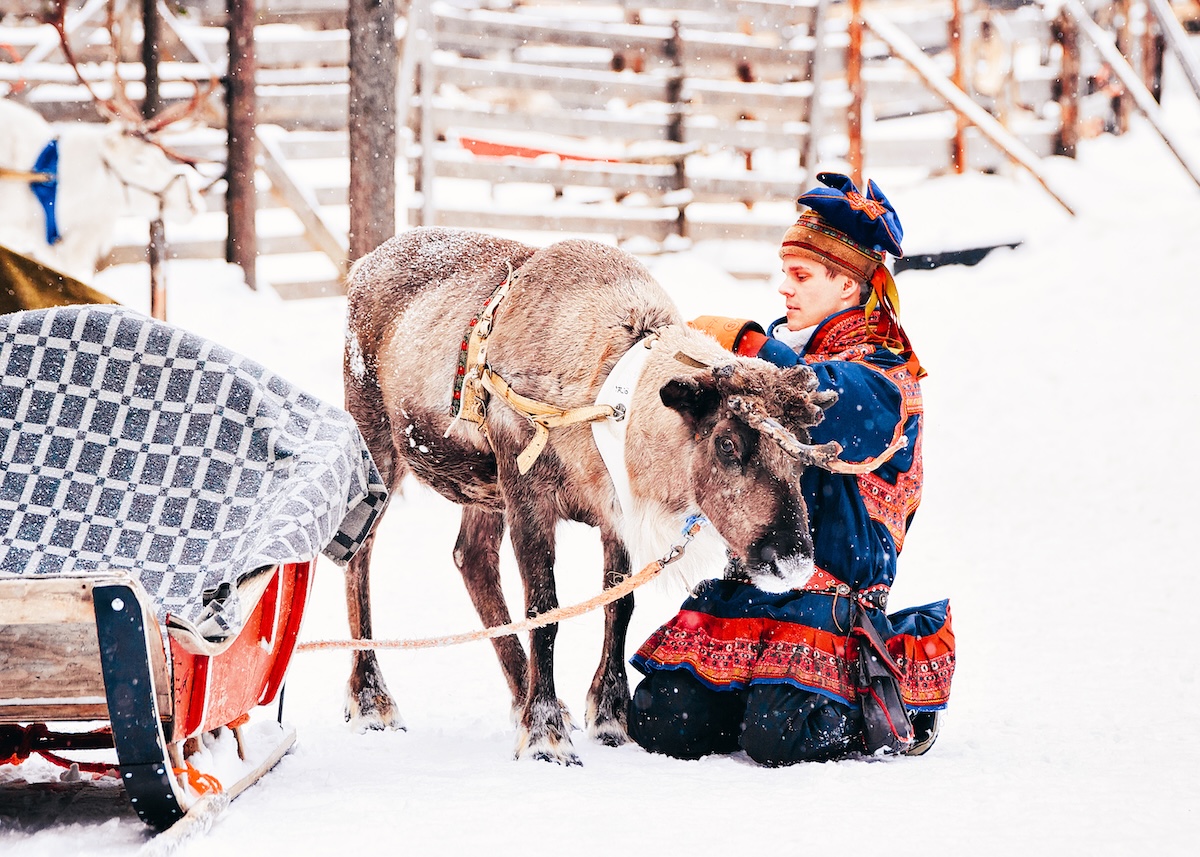 A light-skinned young person wearing a traditional blue Sami outfit with red details kneels in the snow, adjusting straps on a harnessed reindeer. In the background are wooden structures and a sled with a checkered cover. The setting is snowy, in an open reindeer herding area.