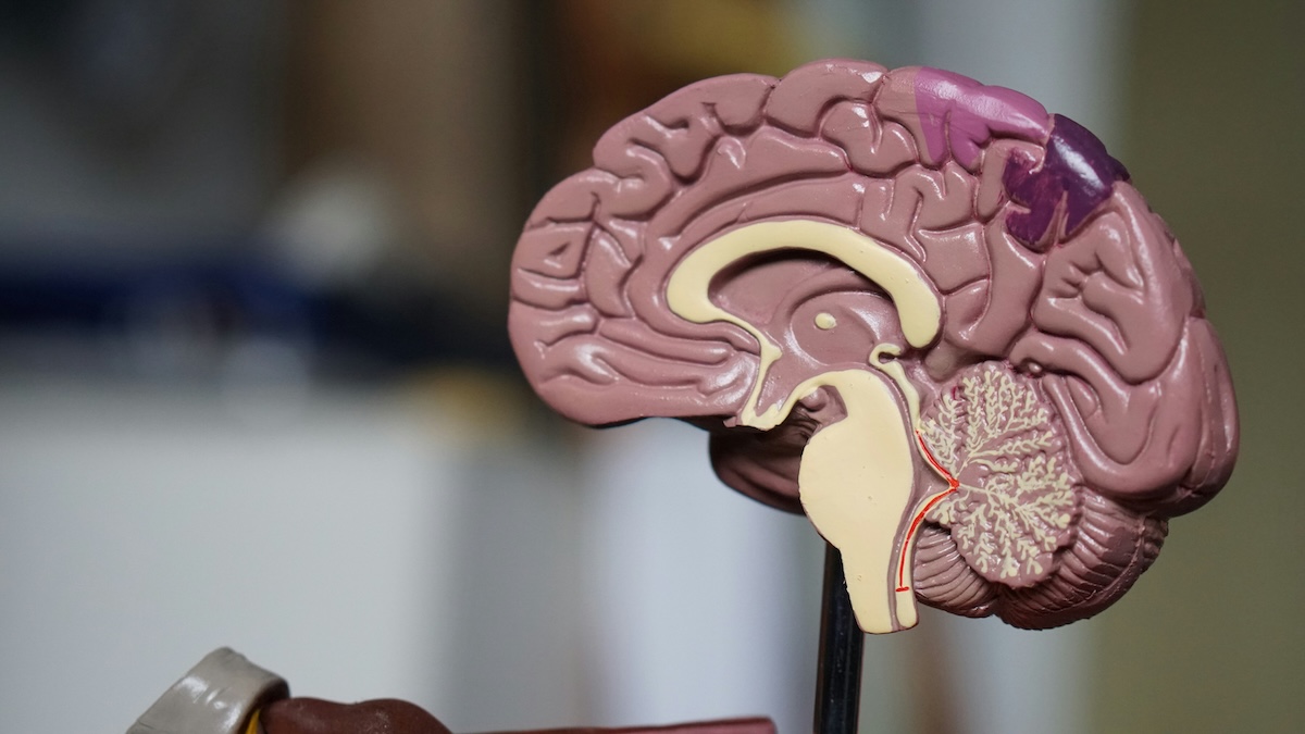 Anatomical model in sagittal cross-section of the human brain, in shades of pink and beige, with visible internal structures, including the corpus callosum and cerebellum. A region in the frontal lobe is highlighted in purple. In the background, a blurred laboratory setting.