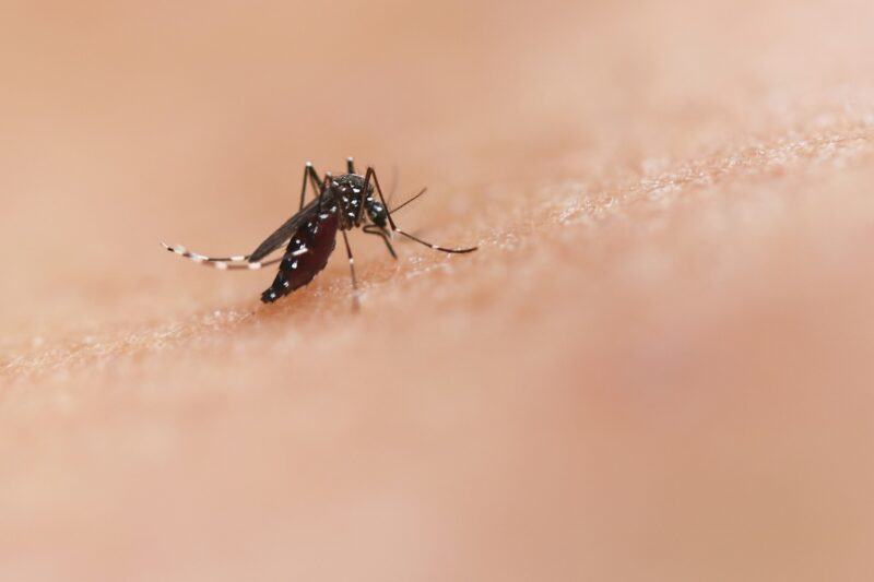 Fotografia em macro de um mosquito Aedes aegypti em processo de alimentação sobre pele humana de tom claro. O abdome do inseto aparece distendido e avermelhado, indicando ingestão de sangue. O corpo é preto com manchas brancas e as pernas apresentam listras claras características da espécie. O fundo está desfocado em tons bege e rosado.