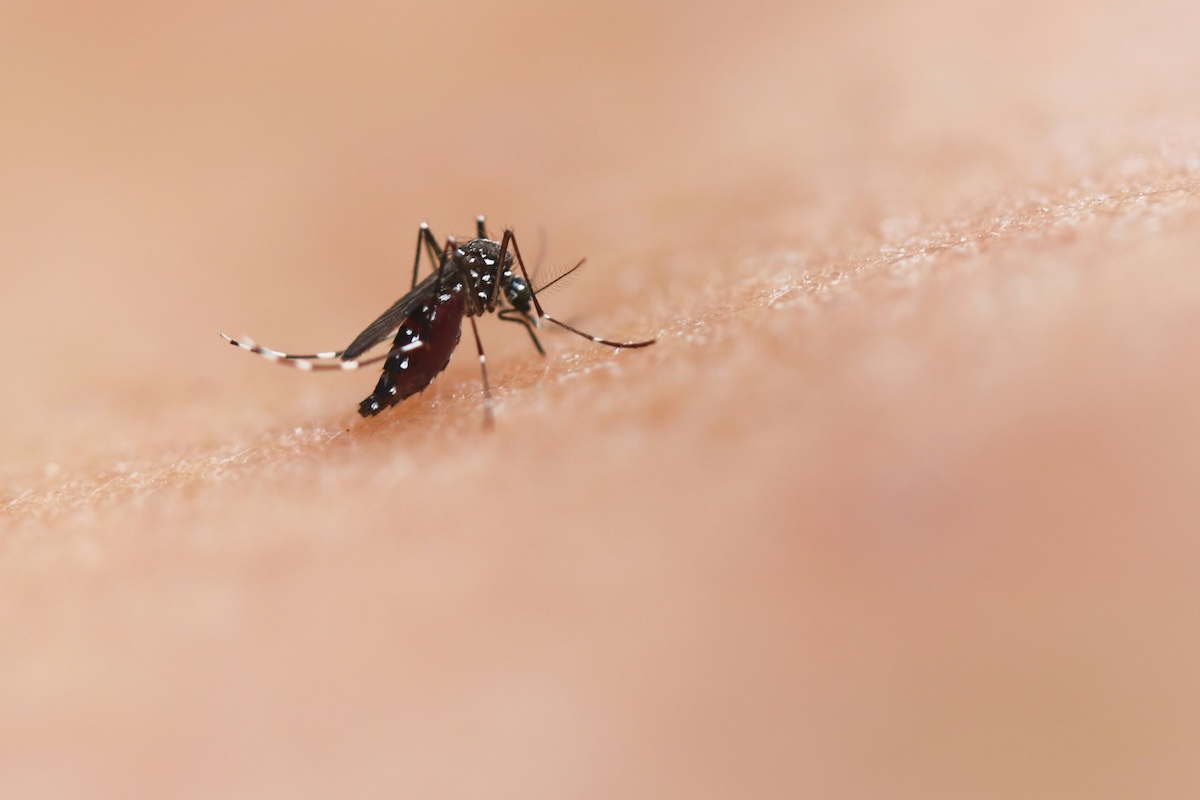 A macro photograph of an Aedes aegypti mosquito in the process of feeding on pale human skin. The insect’s abdomen appears distended and reddish, indicating the ingestion of blood. Its body is black with white patches, and its legs show the species’ characteristic white stripes. The background is out of focus in shades of beige and pink.