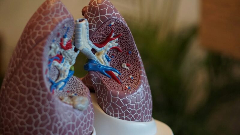Modelo anatômico de pulmões humanos em destaque, com estruturas internas, vasos sanguíneos e vias respiratórias visíveis. A imagem remete ao estudo de doenças respiratórias e ao desenvolvimento de novos tratamentos.