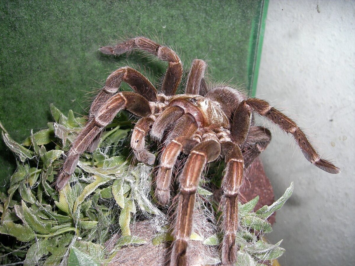 A light brown tarantula is shown in close-up, with long legs covered in dense hairs. It is perched on green foliage interwoven with strands of silk, against a blurred green-and-white background