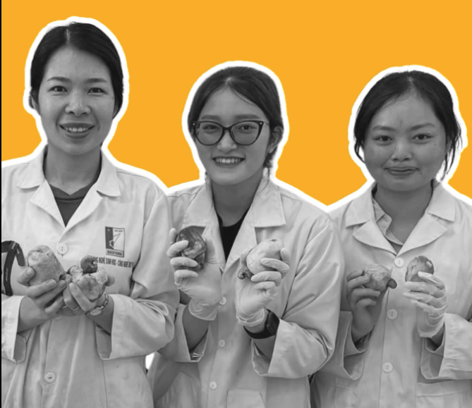 Montagem em preto e branco com recorte sobre fundo laranja mostra três mulheres jovens, de jaleco branco e luvas, sorrindo e segurando tubérculos nas mãos, em ambiente de laboratório.